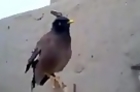 Bird Sounds Just Like Crying Baby