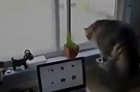 Cat Spots Something Outside