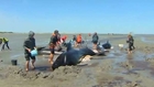 Whales stranded in New Zealand's Golden Bay