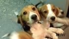 Puppies and kittens used in experiments for animal vaccines.