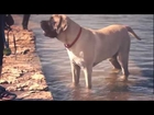 English Mastiff Cools Off in the Water | The Daily Puppy