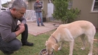 Dog Whisperer: Showdown with Holly