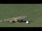 Iguana attacks Andrew Loupe's ball at the Puerto Rico Open