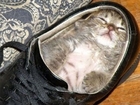 FUNNY VIDEOS: Funny Kittens Falling Asleep - Funny Cats - Kitten Funny Videos Compilation