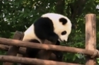 Conservationists Fight to Save Giant Panda in China