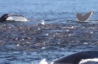 Humpback Whales Steal the Show off Calif. Coast