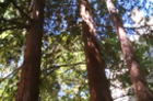 Climate Change May Be Contributing to Thriving Redwoods