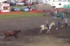 Watch: Bull Busting Loose During Rodeo