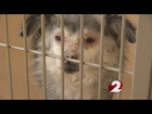 Dogs rescued from freezing conditions