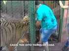 Casal cria oito tigres em casa no Paraná.