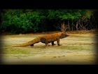 Komodo and Sumatra: Land of Dragons (full documentary)