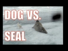 SMALL DOG VS. GIANT SEAL