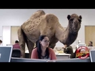 Hump Day Blues with the GEICO Camel