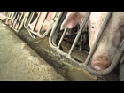 Vegetarian - HSUS Undercover at Smithfield Foods 2012 Webby Award Winner Animal Abuse Vegan