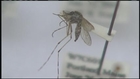 Mosquitoes less likely to bite in cold temperatures