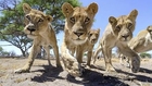 Un 4x4 télécommandé pour approcher les Lions... Superbes Photos !!