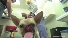Dog Without Snout Heading Home Following Surgery