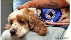 Former Shelter Dog Working With Veterans Suffering From PTSD