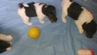 Vidéo chiot Fox Terrier Poil Dur nés le 26 Mais 2013