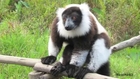 Lemurs May Only Be a Memory in 20 Years